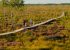 4_Lithuanian-main-tourism-products-Nature-tourism_Kipras-Štreimikis